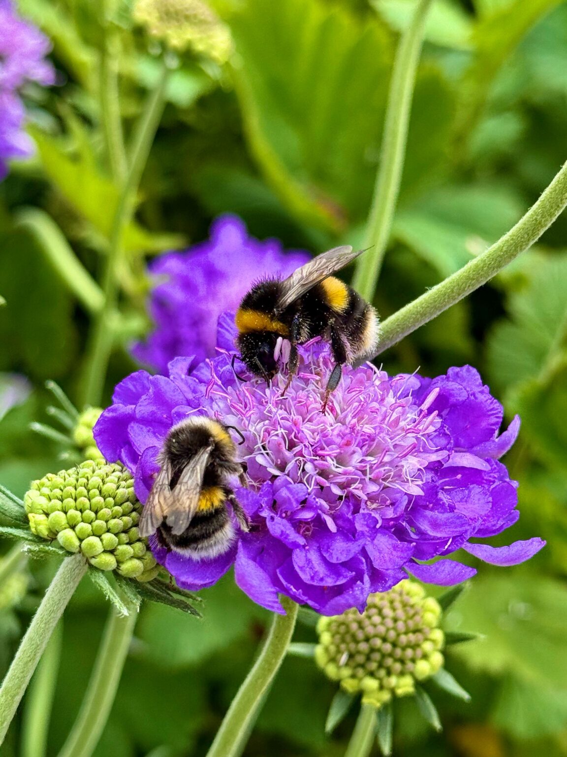 5 Best Gardening Shops in Sheffield - Explore supplies for your garden projects