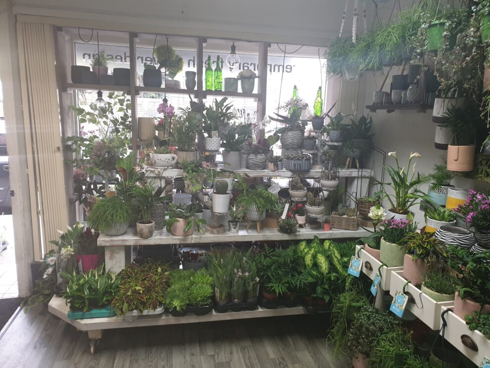 5 Best Plant Shops in Sheffield - Discover greenery for your indoor spaces